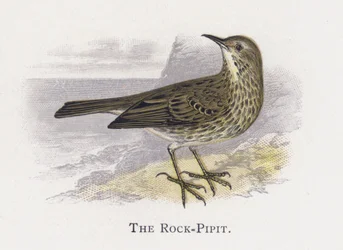 Le Pipit maritime